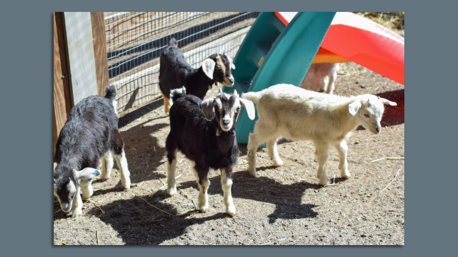 Four adorable baby goats in a field.