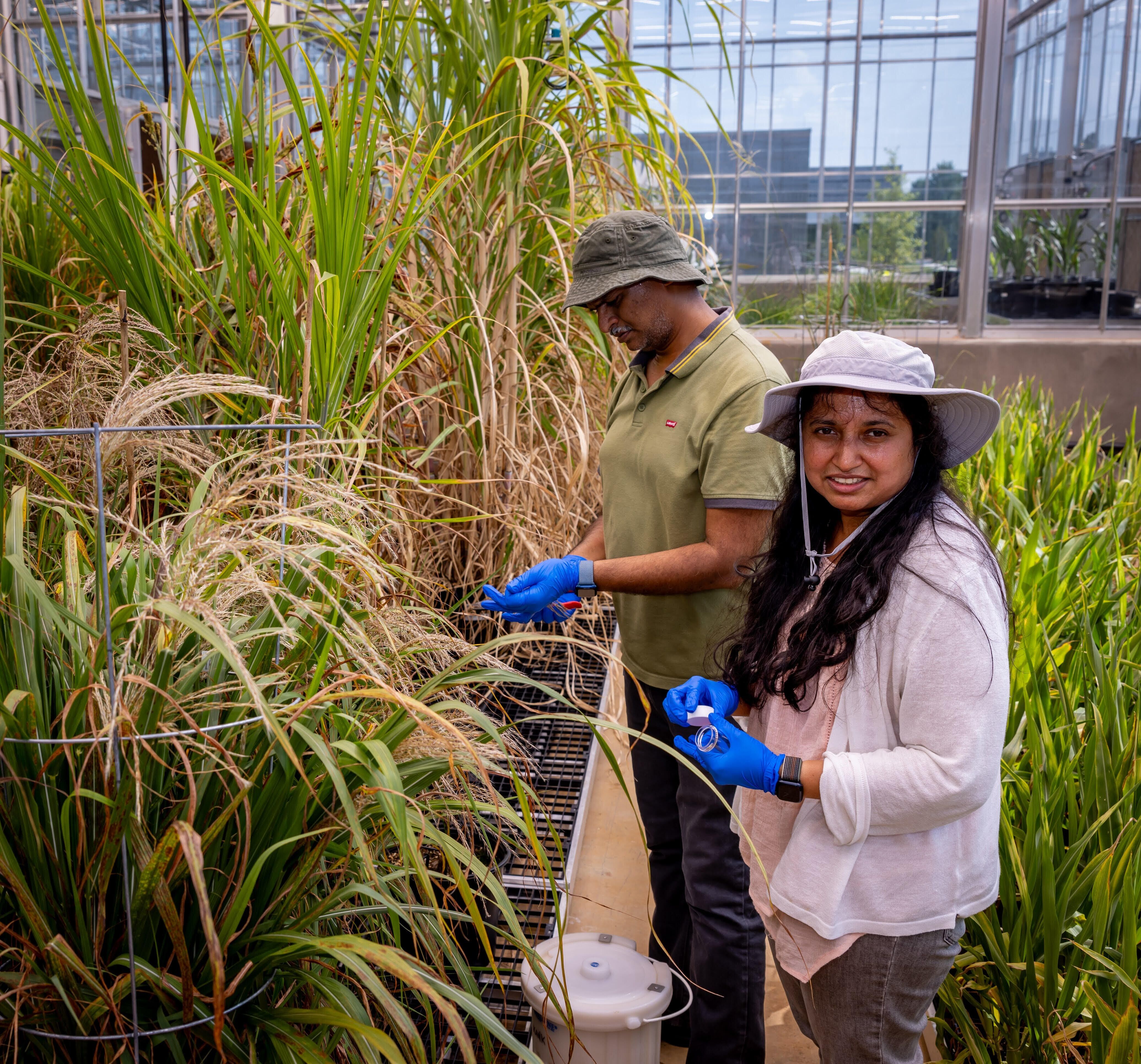 Two people wearing hats and blue gloves tend tall grasses in a glass-walled greenhouse; a man in a green polo and a woman in a light sweater work near a white container.