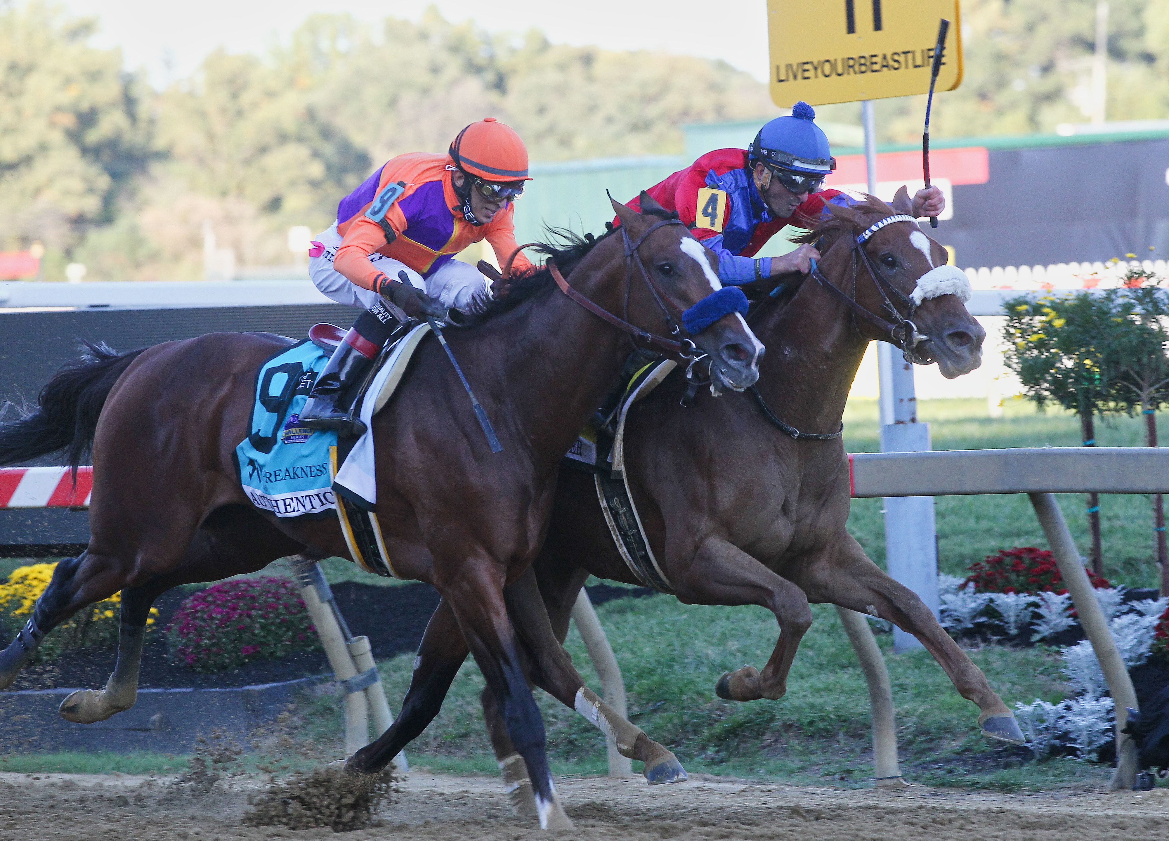 swiss skydiver wins the preakness