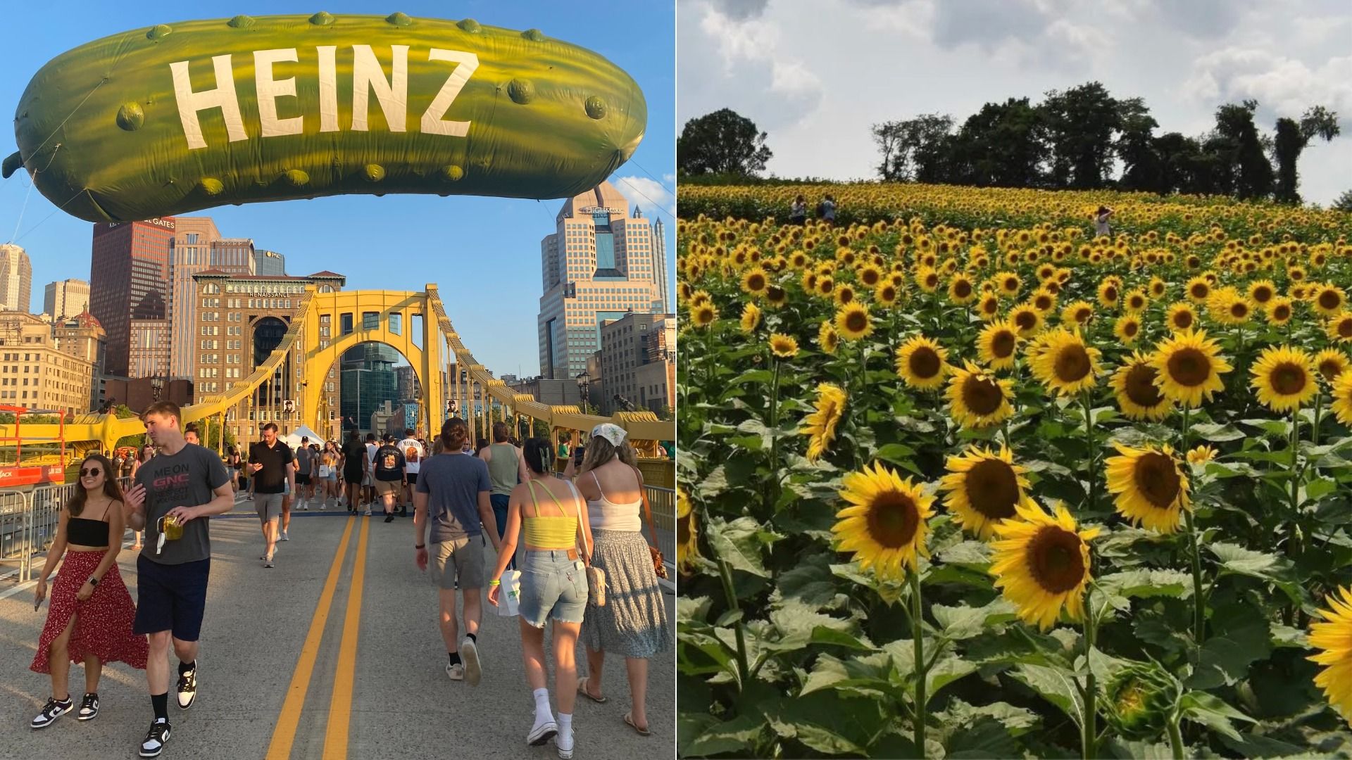 Split image: left shows a large green Heinz airship over a city bridge with pedestrians and tall buildings; right shows a vast sunflower field with people, trees, and a cloudy sky.