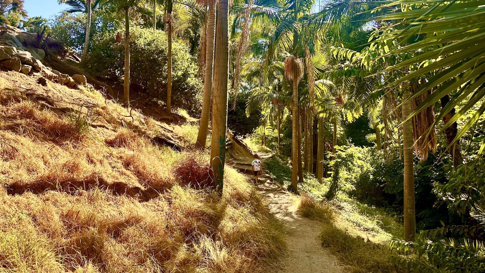 Palm Canyon trail in Balboa Park
