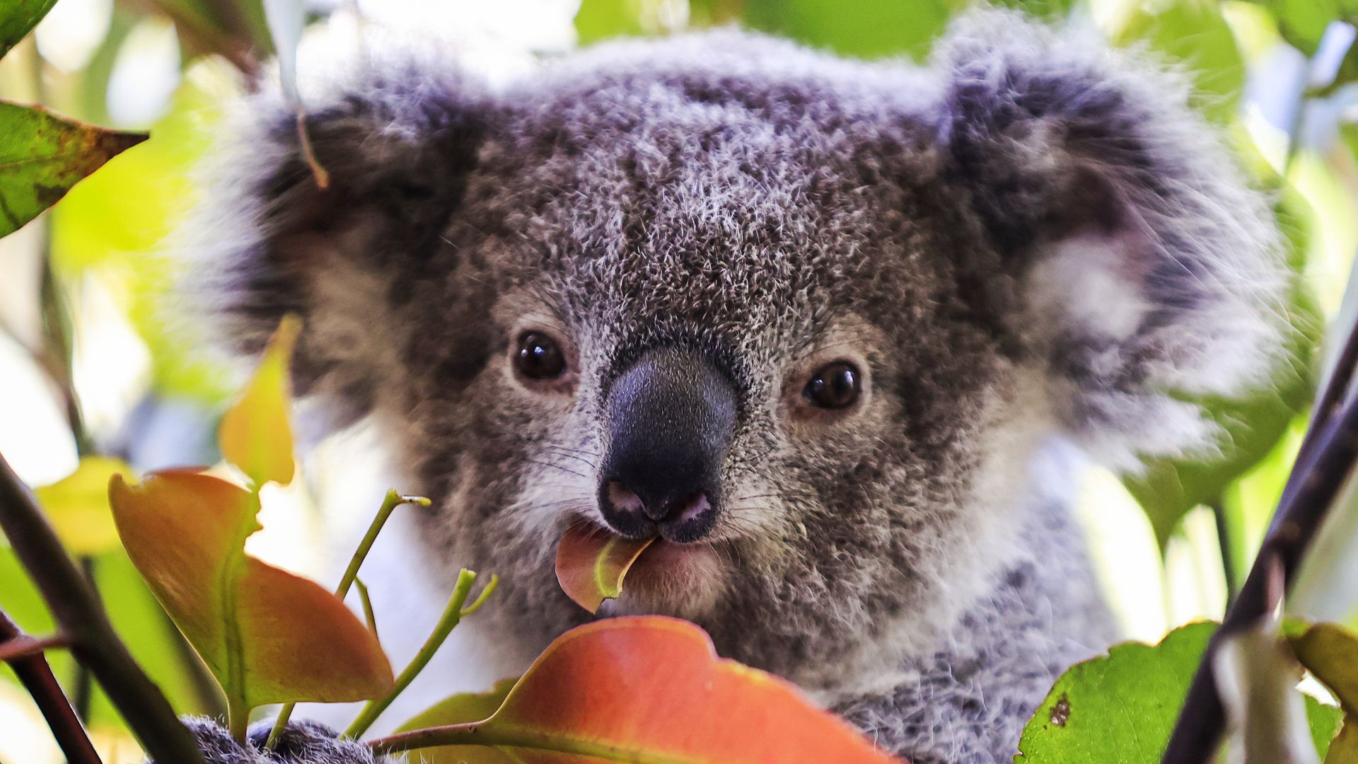 Photo of a koala eating a flower petal 