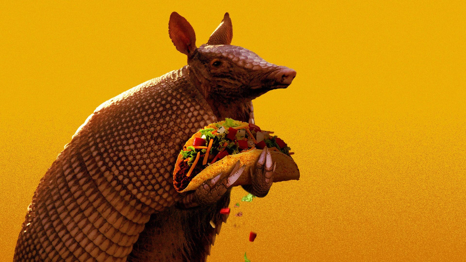 Illustration of an armadillo holding a taco.