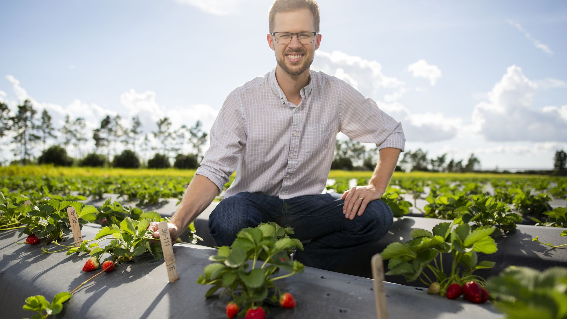 A man in a button-down and jeans kneels in a strawberry field.