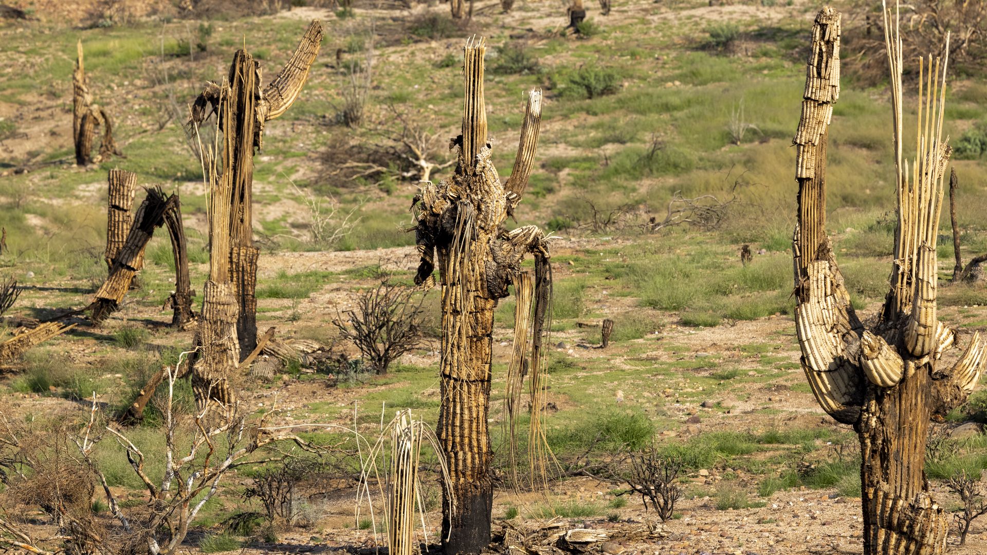 Dead saguaro cactuses. 