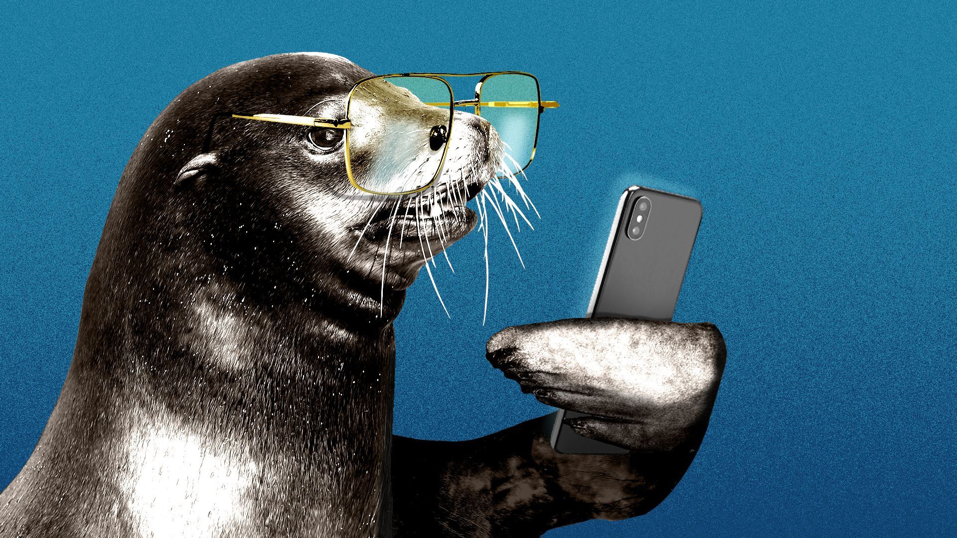 Illustration of a sea lion wearing glasses and reading the news on its phone.