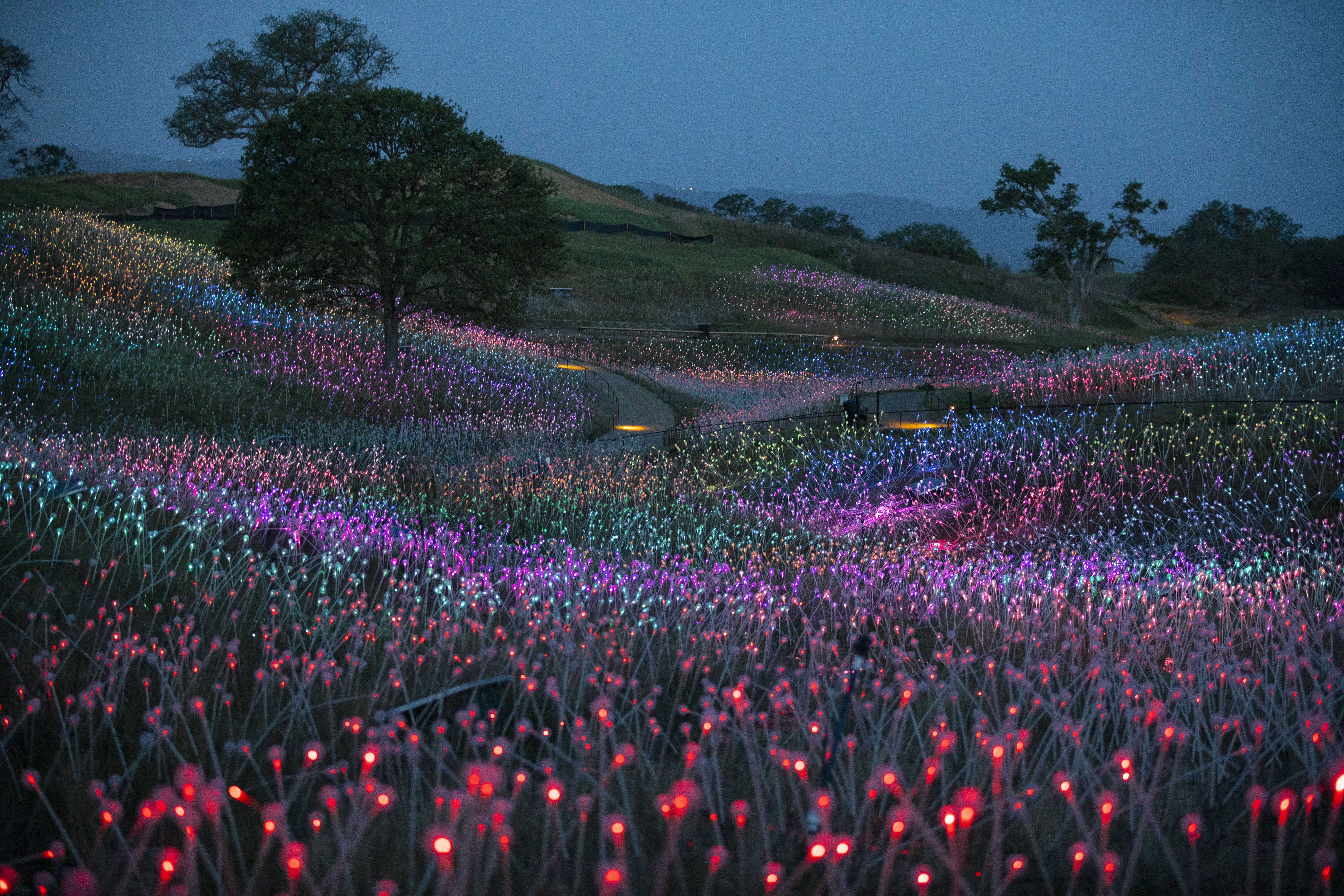 Field of Light