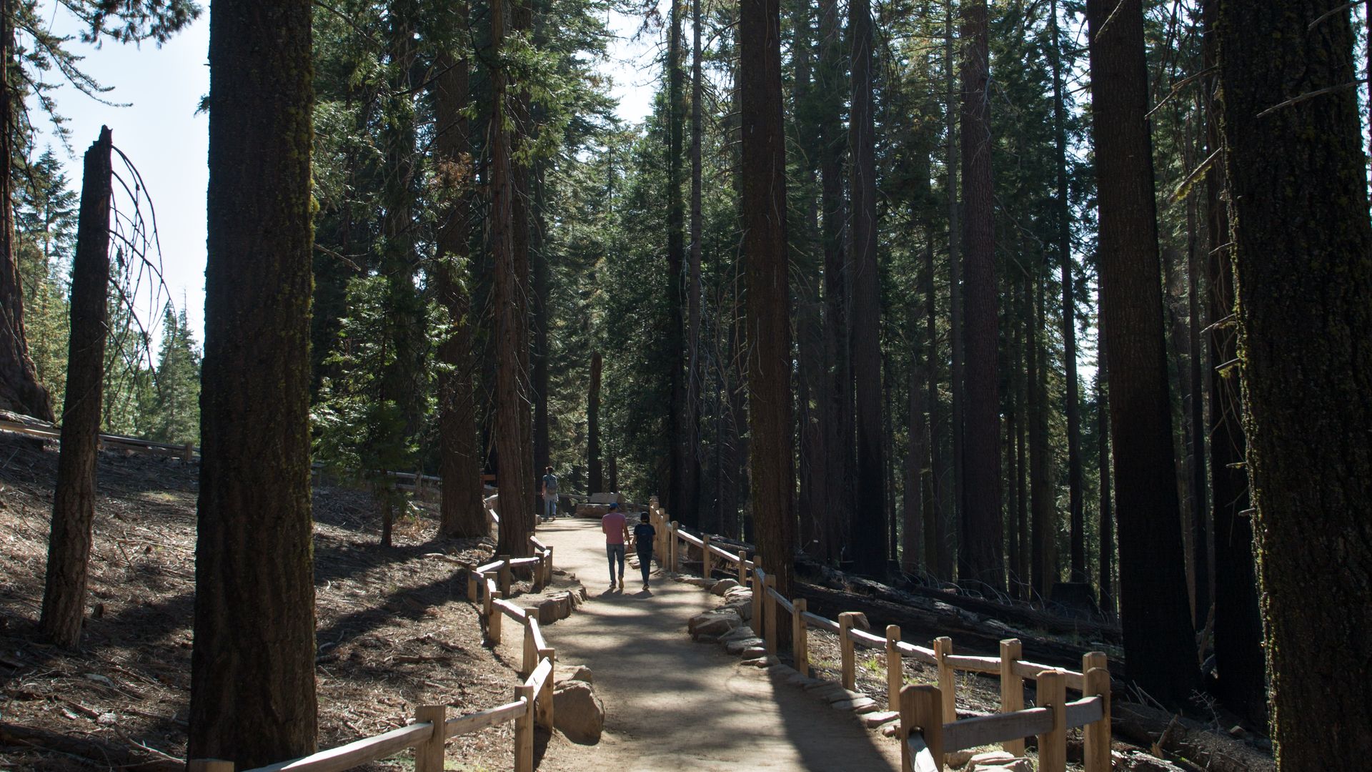The boardwalk at Yosemite's Mariposa Grove of Giant Sequoias is viewed on October 6, 2019,
