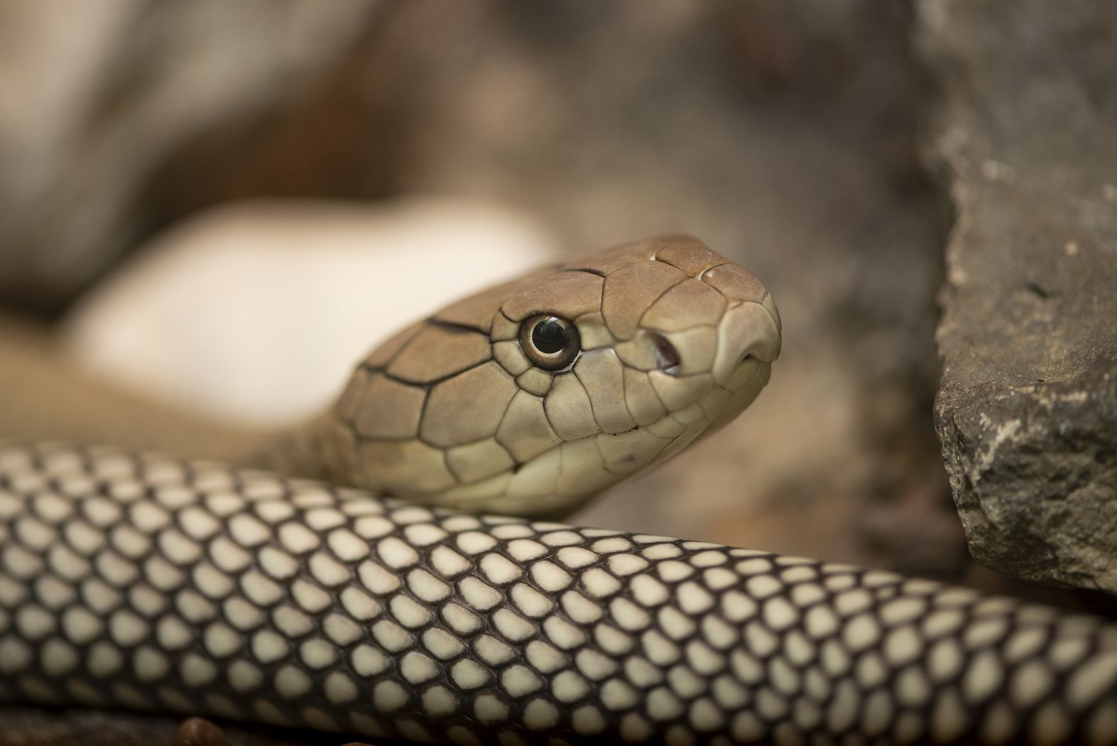 【f-arai】KING SNAKE Swamp f-arai】KING SNAKE Swamp f-arai】KING SNAKE Swamp f-arai】KING