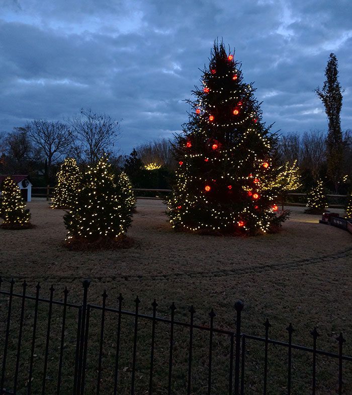 christmas-trees-at-daniel-stowe