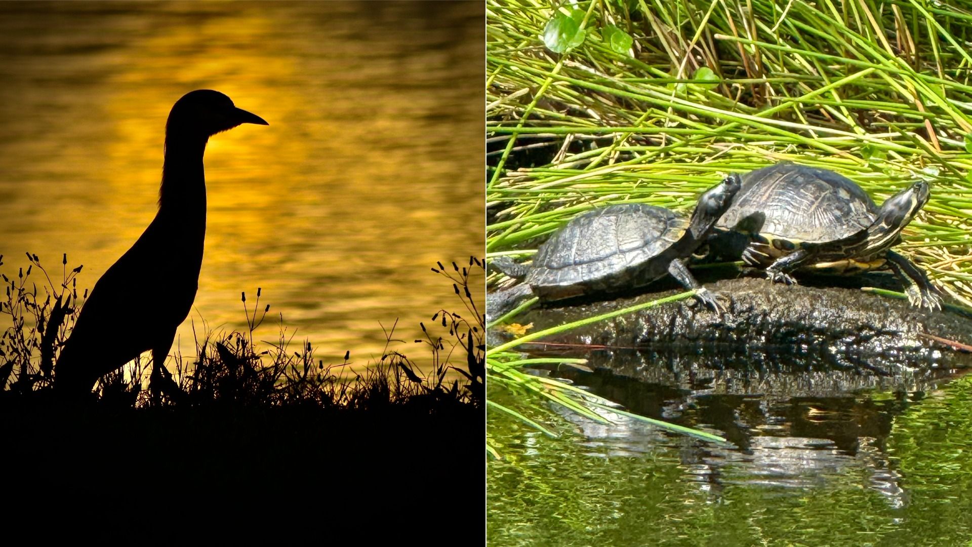 A split image: left side shows a black swan silhouette against a golden sunset on the water; right side shows two turtles basking on a log among green reeds and reflections.