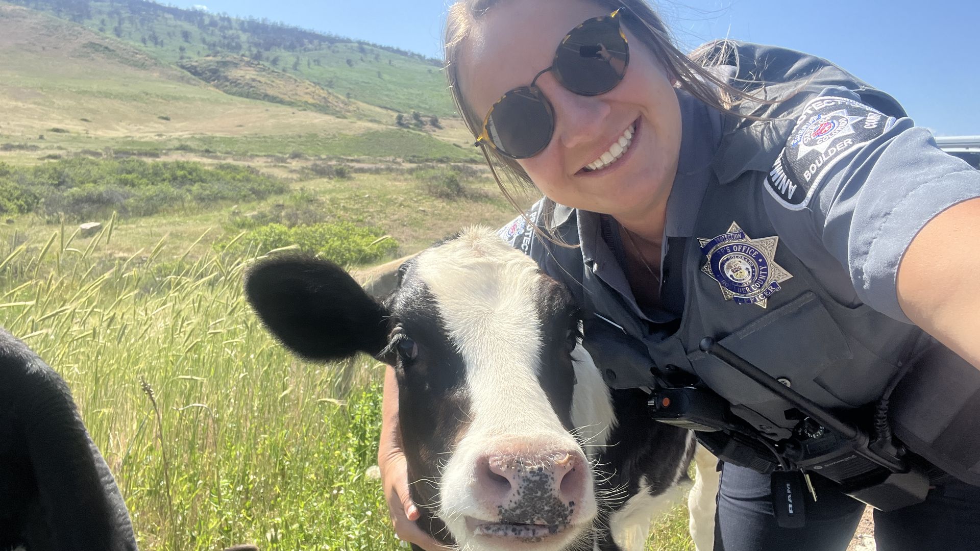 A Boulder County Sheriff's Office deputy smiles as she takes a selfie with a cow.