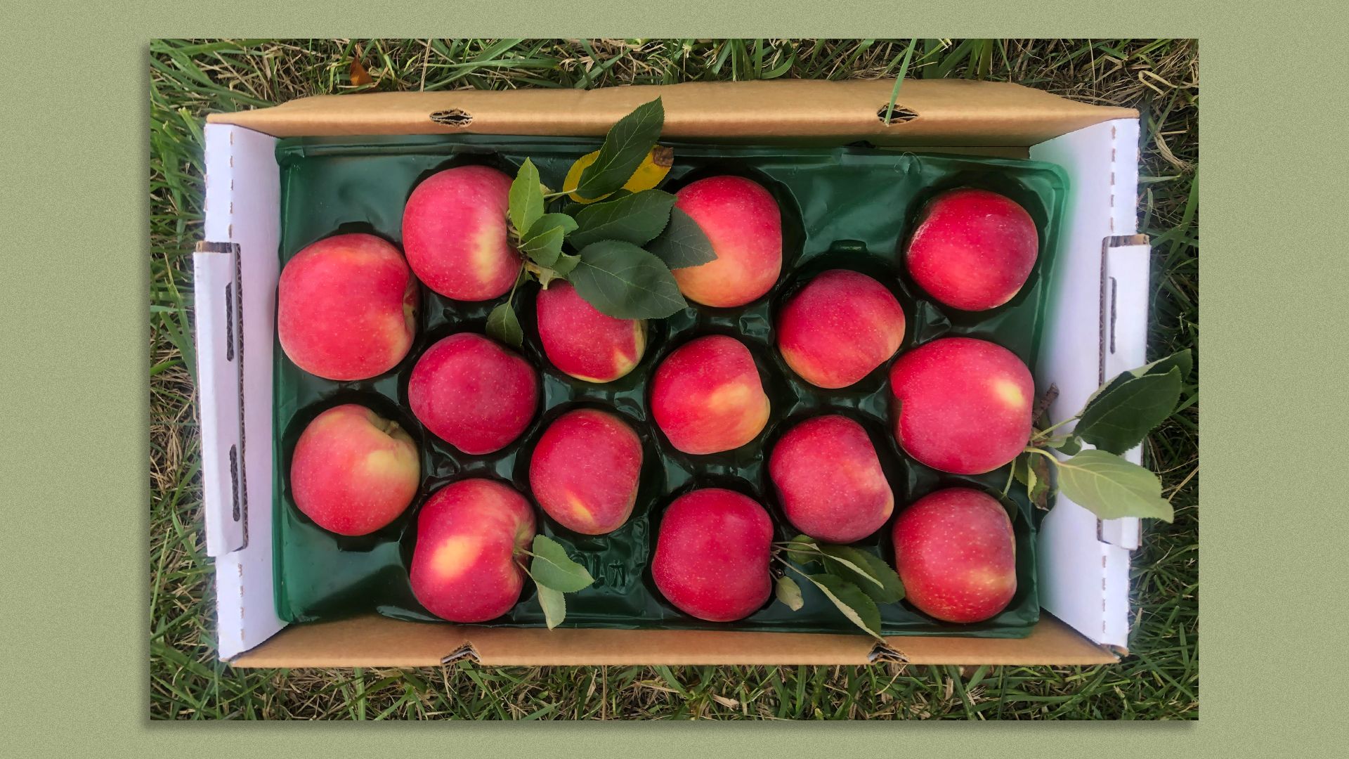 15 bright red apples in a cardboard box placed on grass 