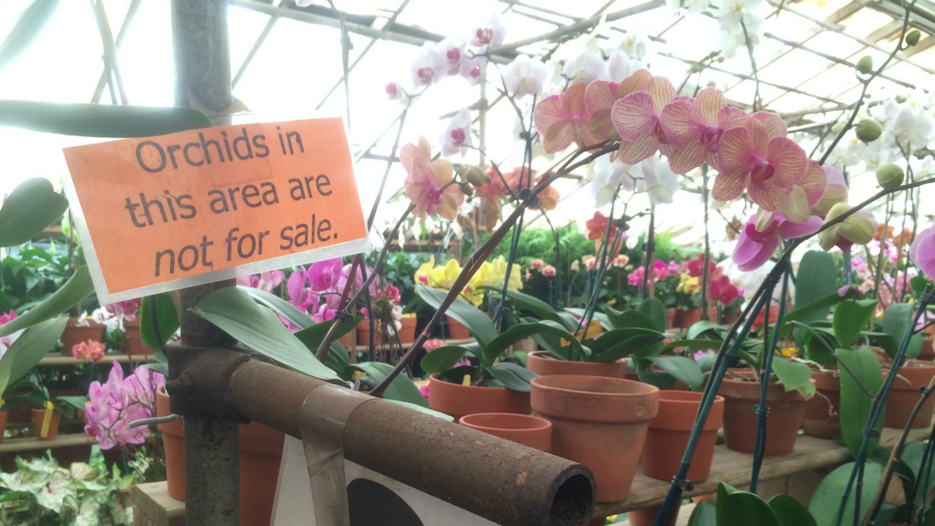 Campbell's Nursery orchid hospital