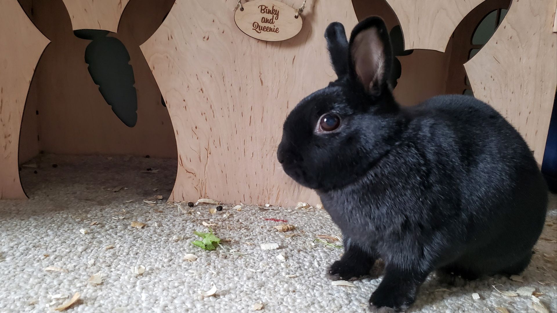 Rabbit in front of a hutch