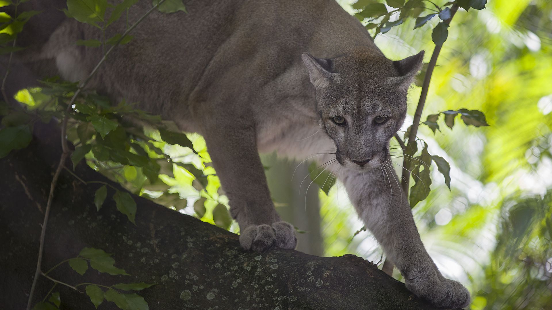 A healthy Florida panther is seen on display at the Palm Beach Zoo 