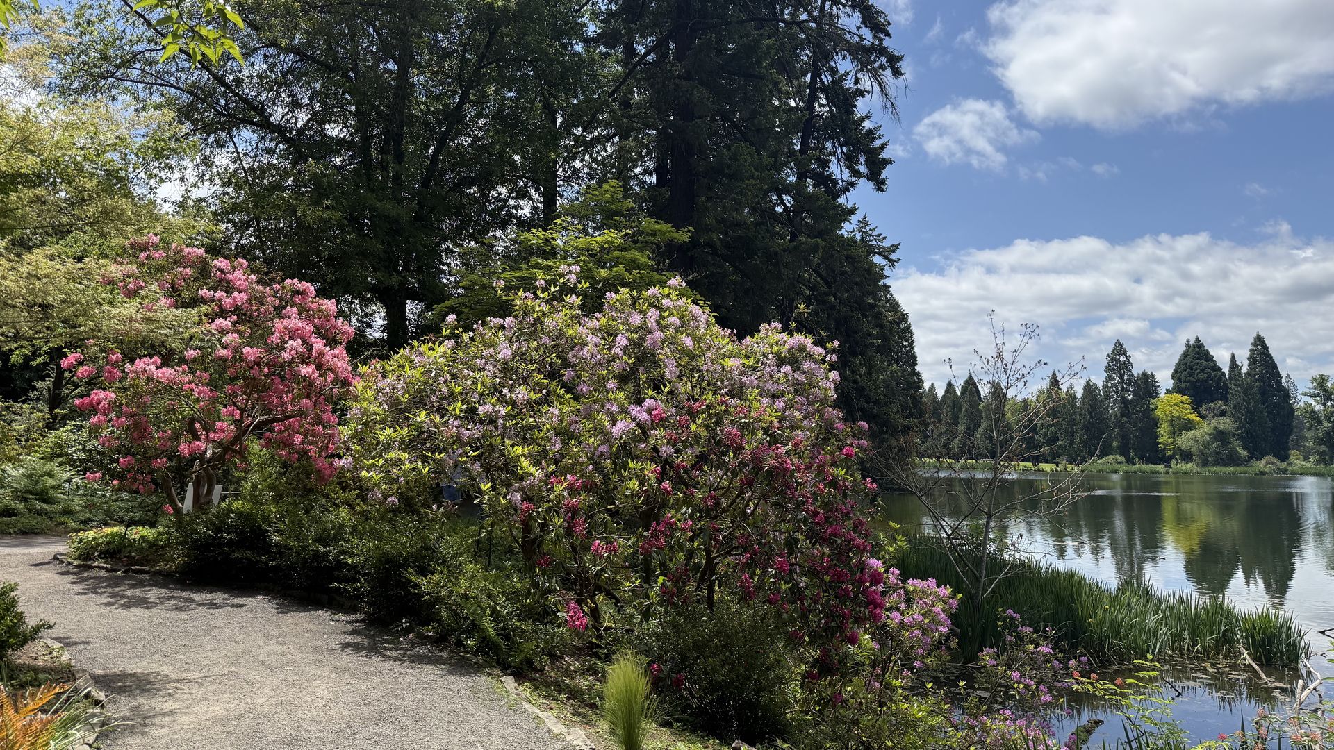 Sunlit lakeside park with a curved gravel path, pink flowering shrubs in bloom, lush green trees overhead, and a calm blue lake reflecting a cloudy sky.