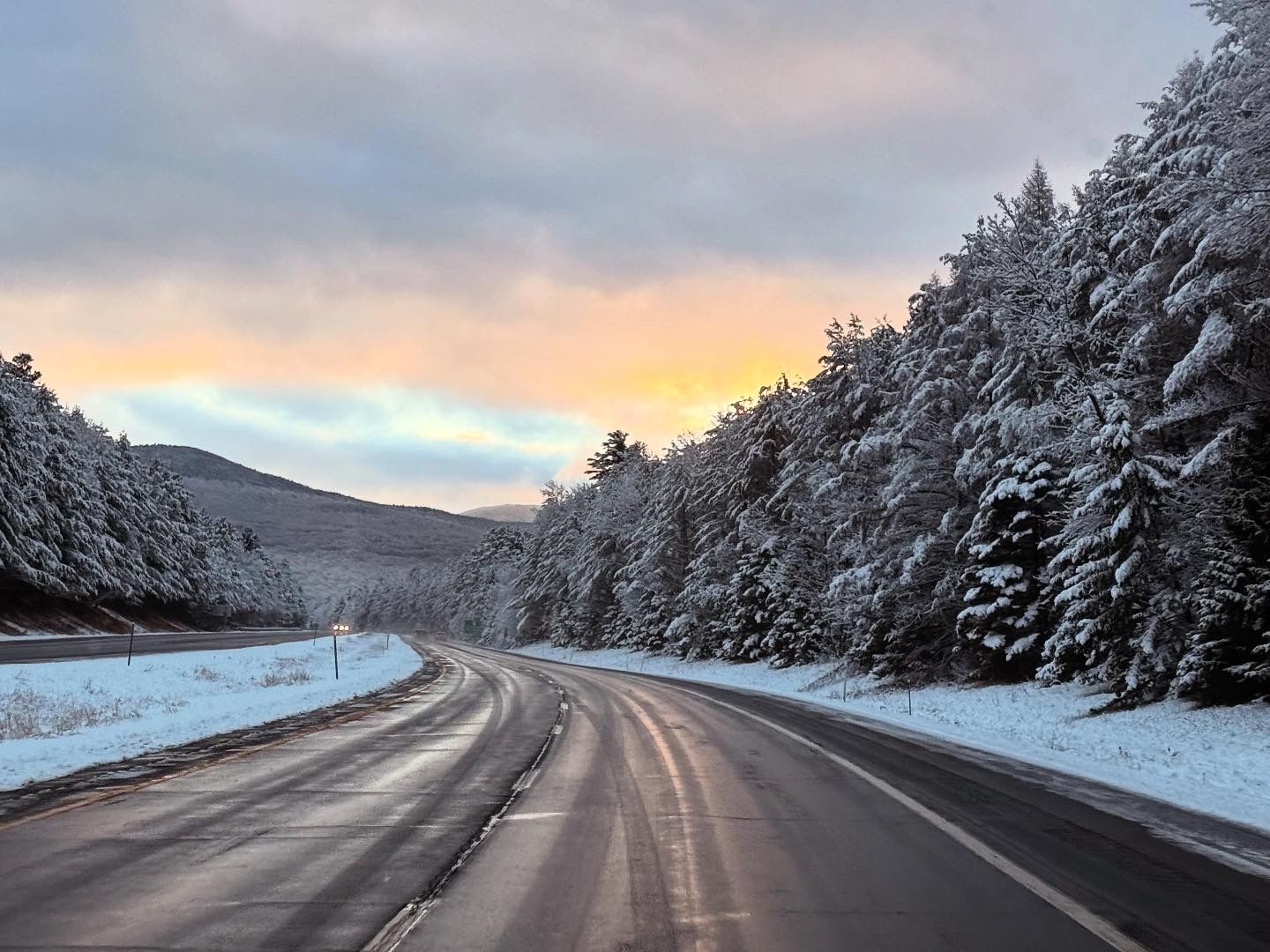 Snowy trees at golden hour