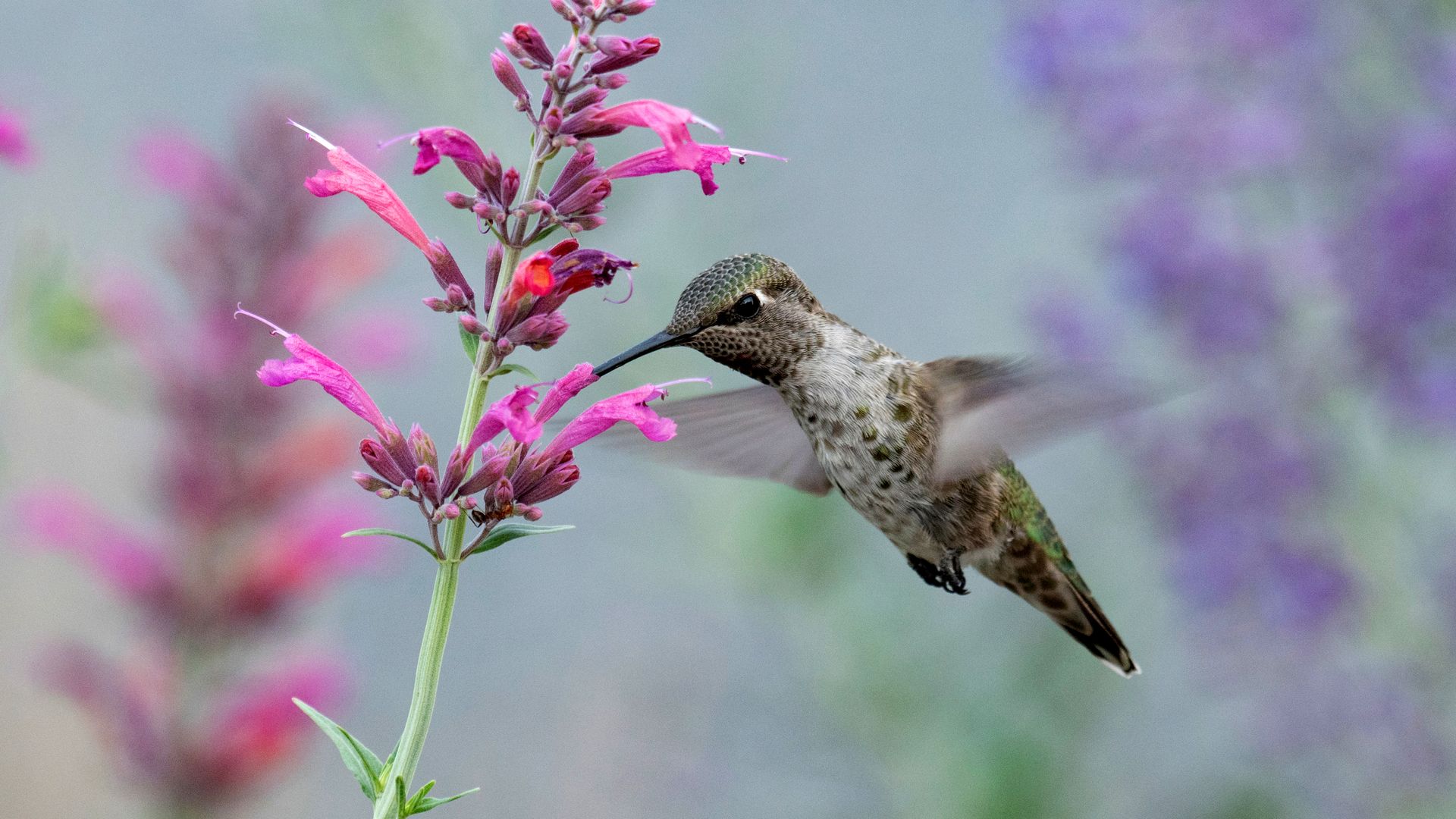 A hummingbird hovers mid-air, feeding on nectar from a vibrant pink flower, with blurred purple and green foliage in the soft-focus background, capturing a delicate moment in nature.
