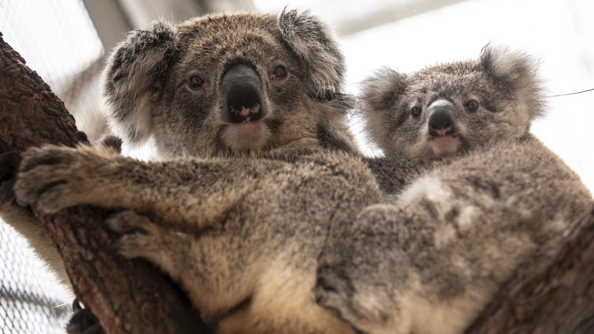 A mother koala and her joey are rehabilitated at Taronga Zoo in Sydney after a bushfire ravaged their habitat in the Blue Mountains west of Sydney, NSW, January 13, 2020. 