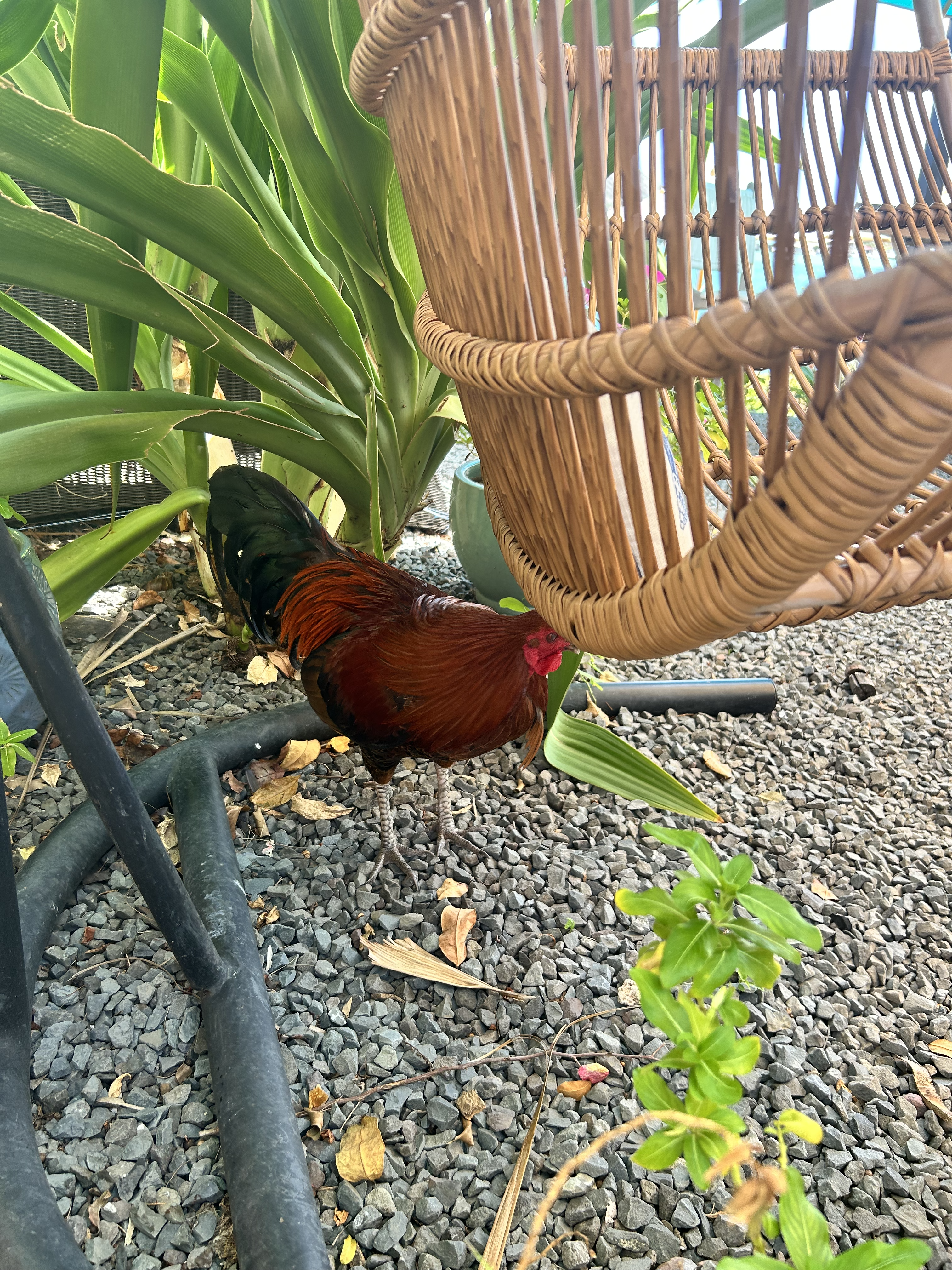 Photo of a chicken with green and orange tail feather looking at a wooden chair
