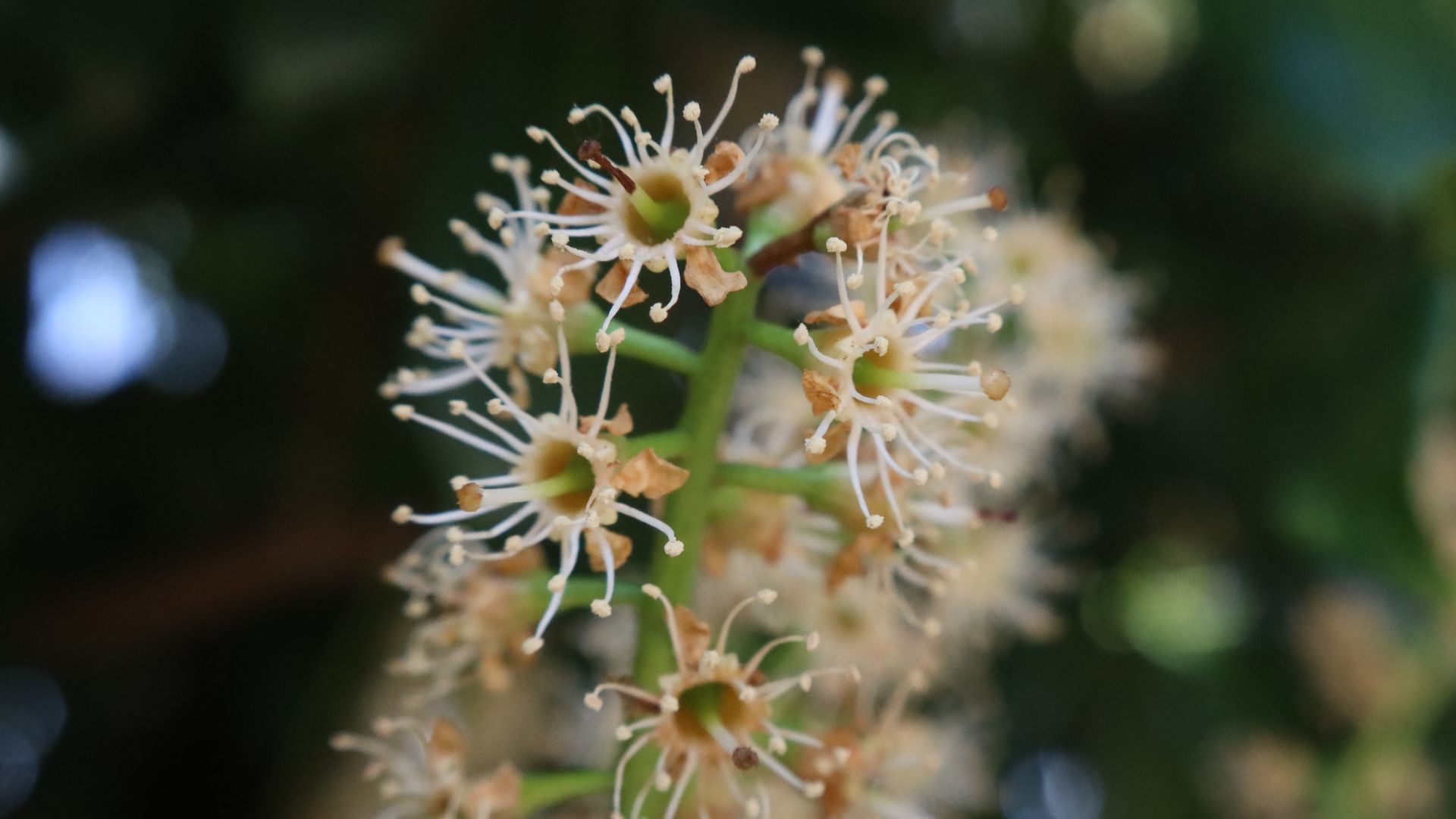 A very close up image shows a flower on a tree laden with pollen