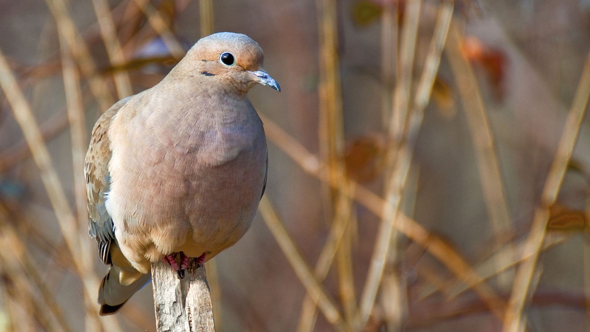 Iowa's new dovehunting in Polk City Axios Des Moines