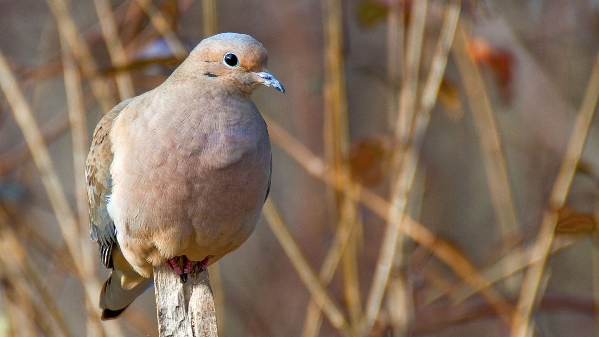 A mourning dove perches on a branch.