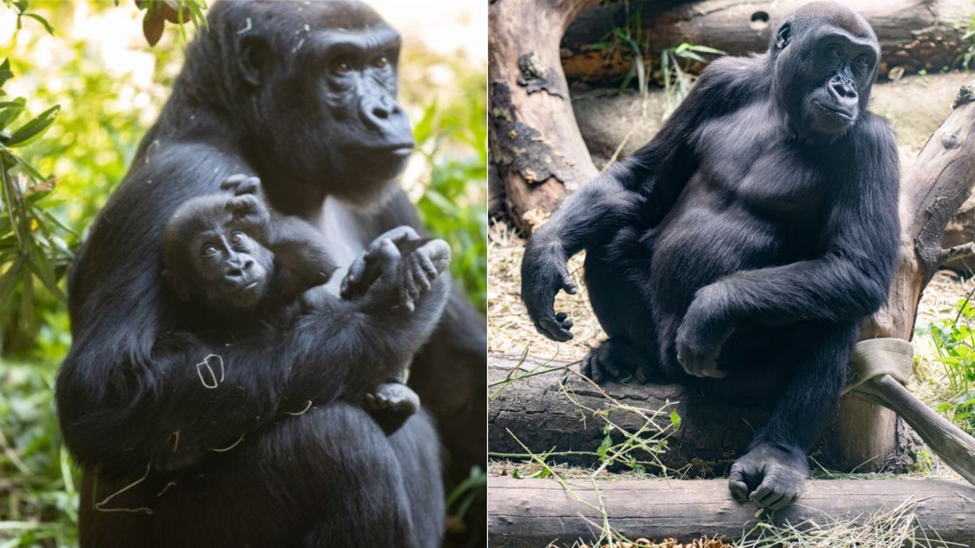 Even gorilla parents find teenage boys hard to deal with