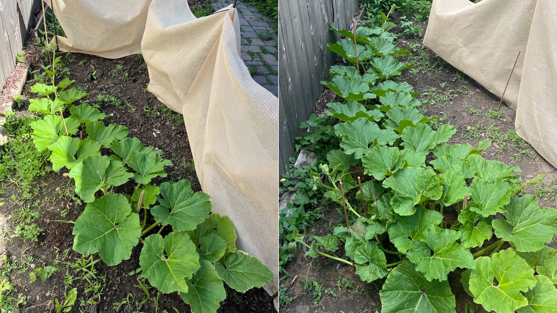 Two garden photos along a wooden fence show rhubarb plants with large green leaves. A beige fabric row cover drapes over stakes; soil, weeds, and a path are visible.