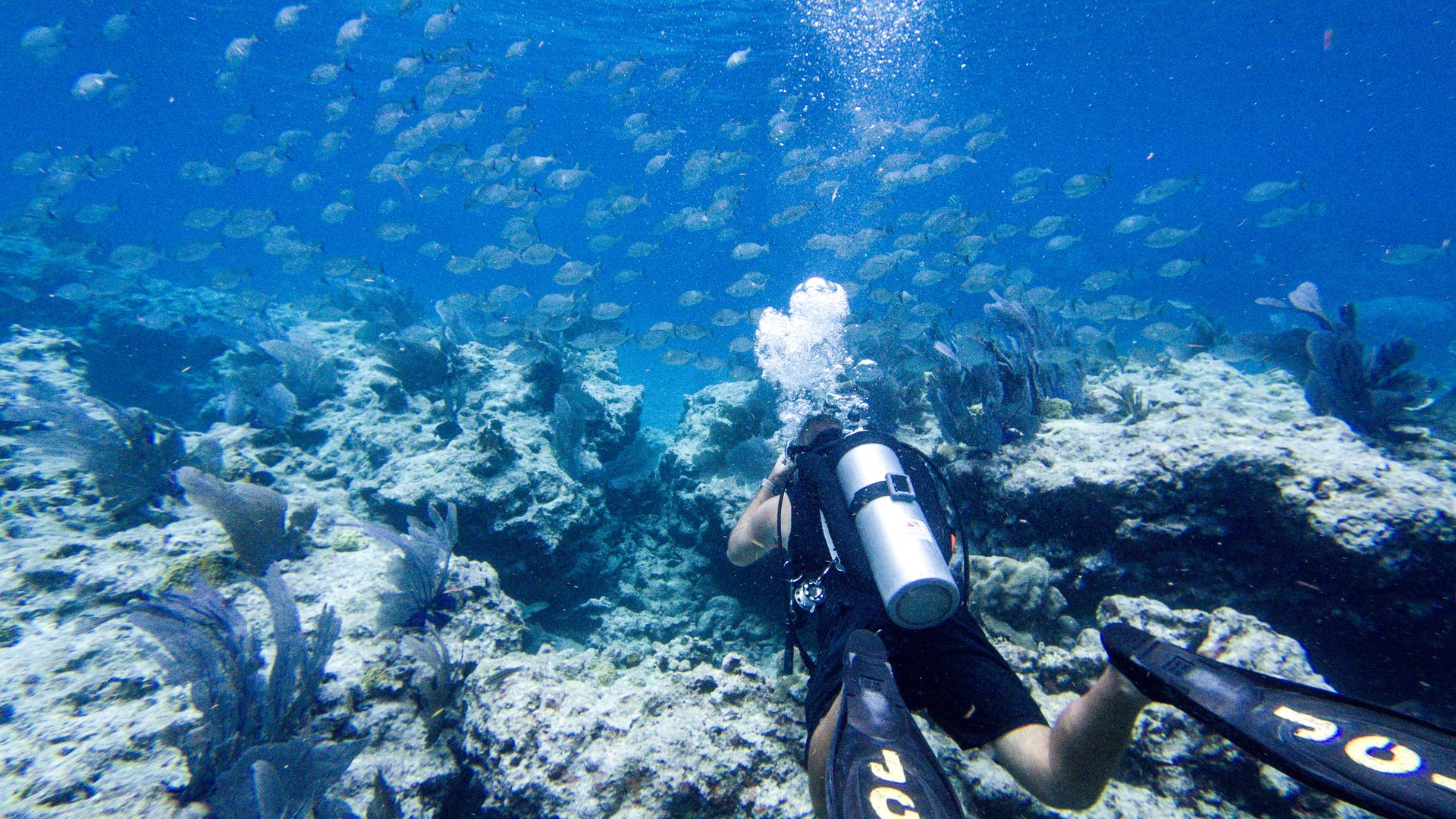 Florida coral bleaching threat from extreme heat prompts rescue