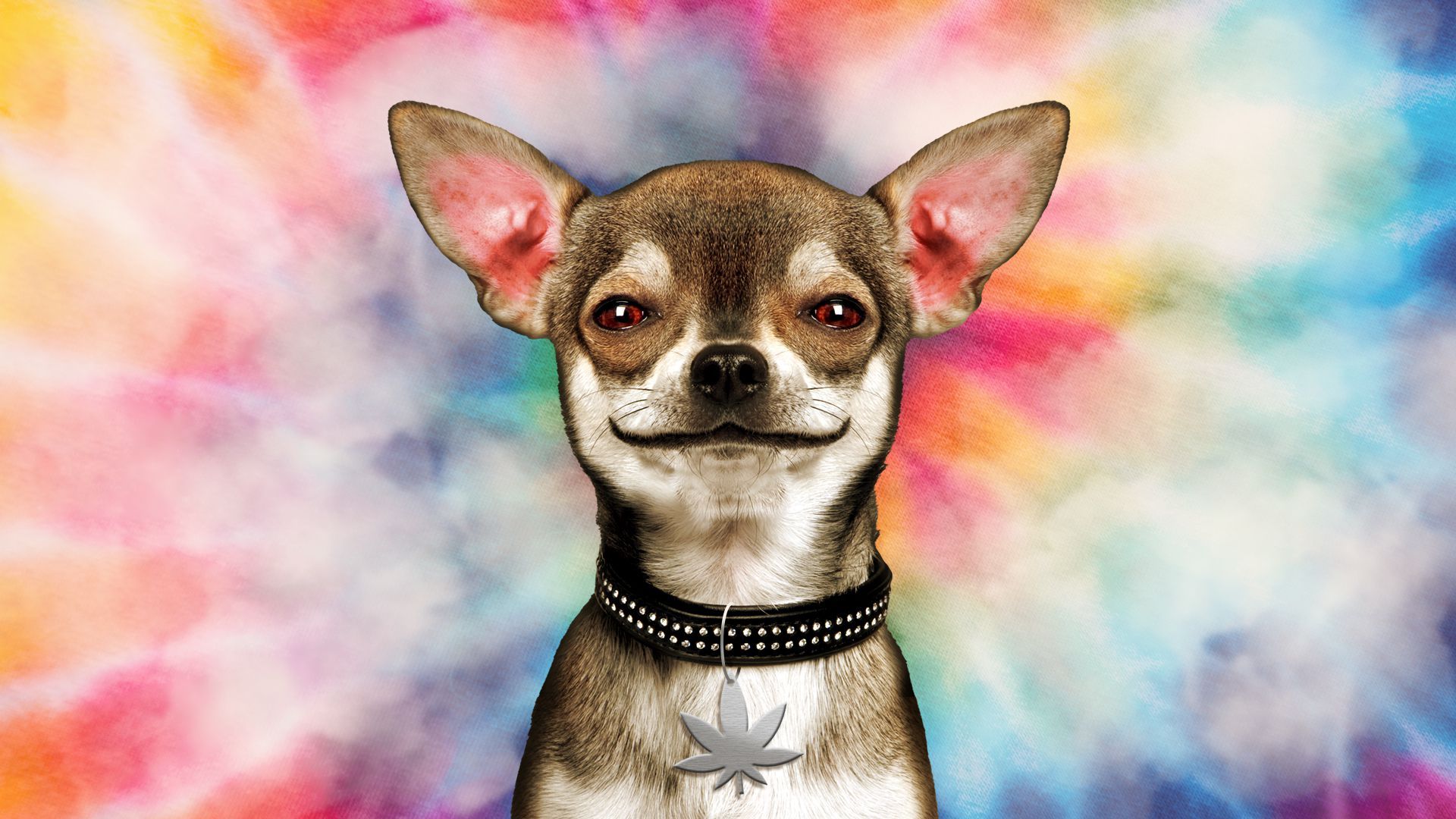 Illustration of a chihuahua in front of a smokey, tie-die background, wearing a cannabis leaf shaped dog tag