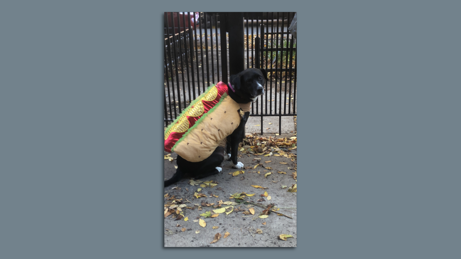 Dog dressed as a hot dog
