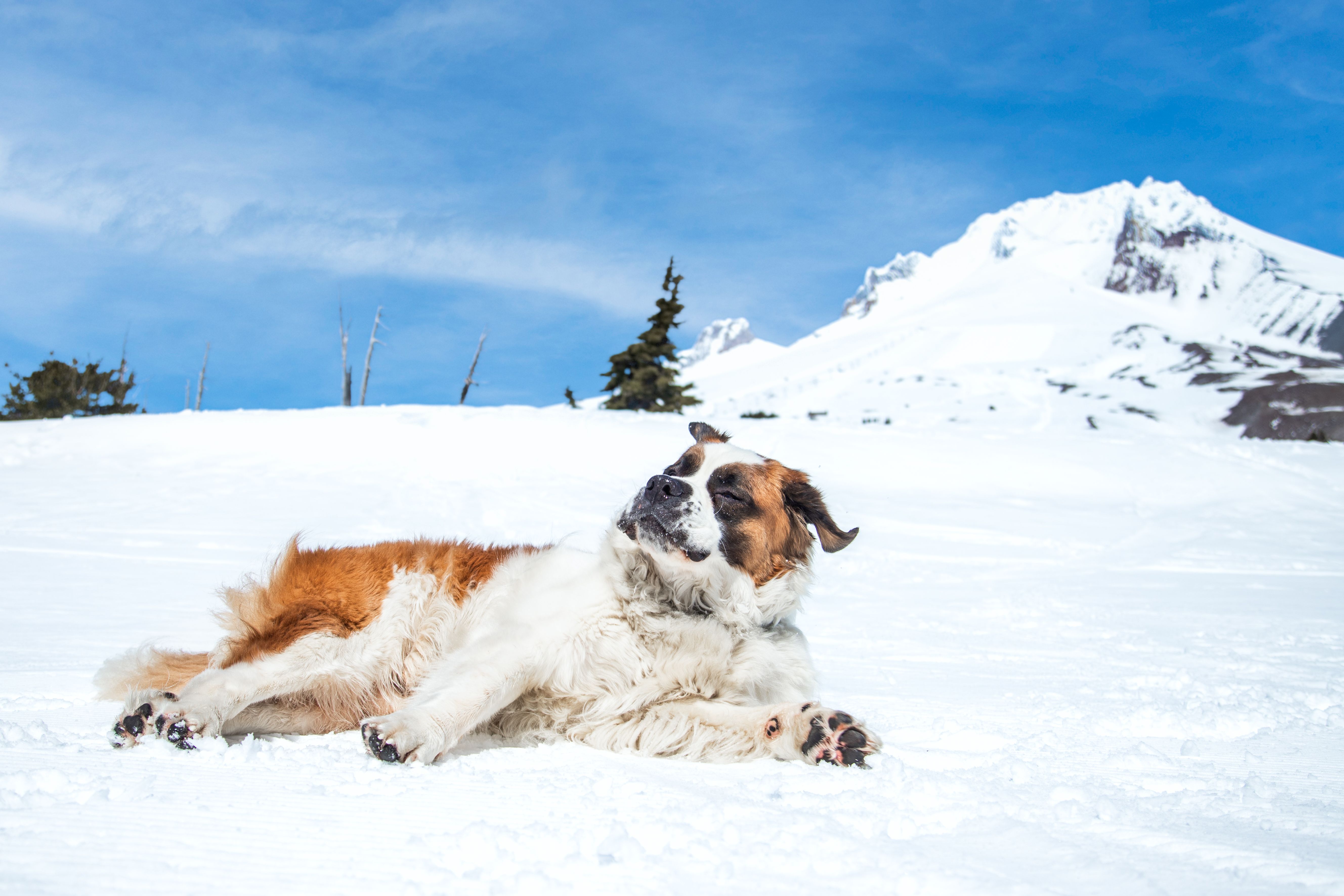 A St. Bernard lies happily in the snow.
