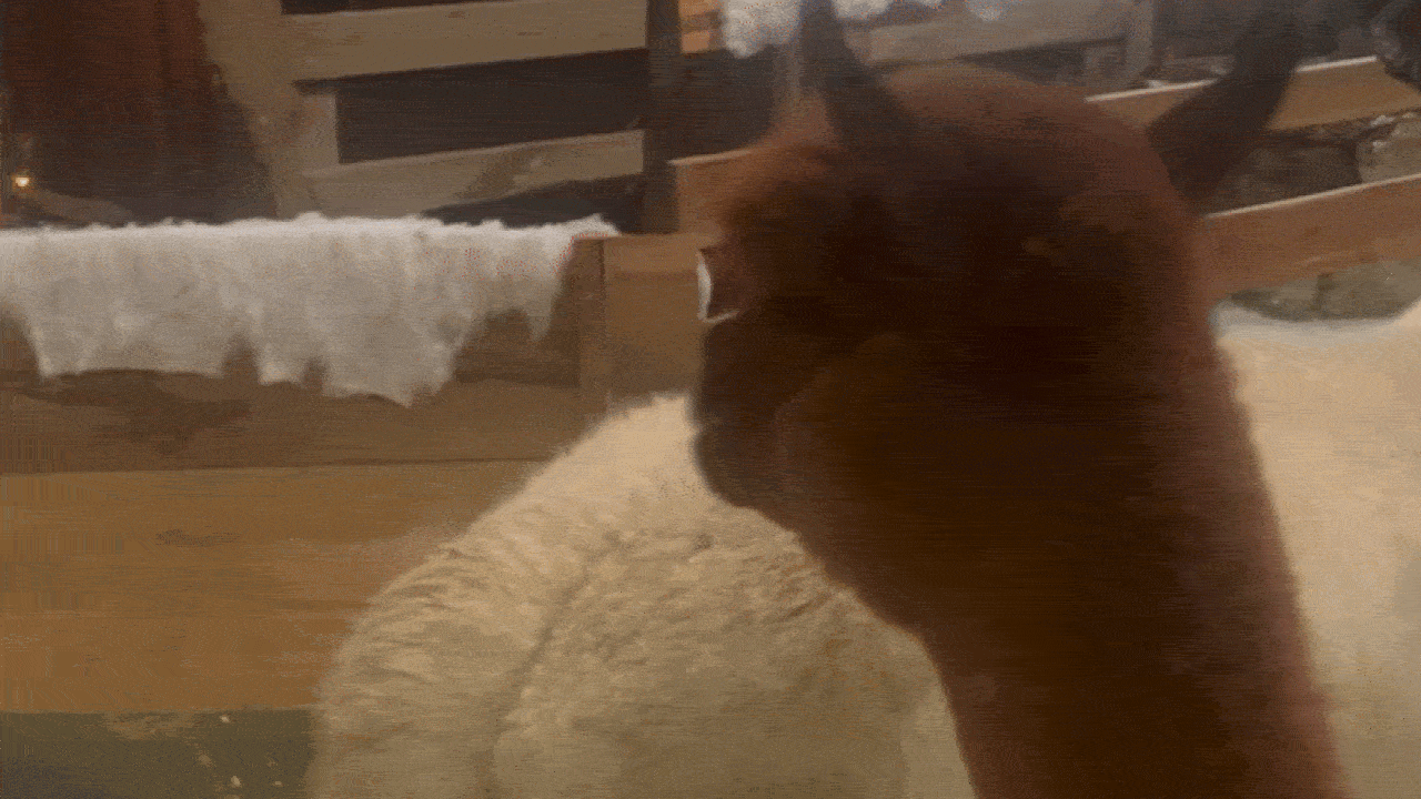 Brown alpaca turning its head near a wooden structure with white fabric, in a rustic indoor setting.