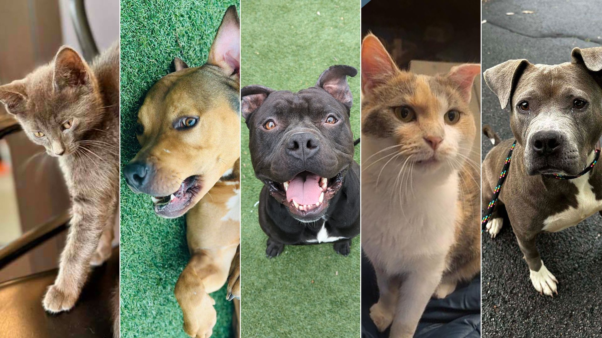 A collage of dogs and cats available for adoption.