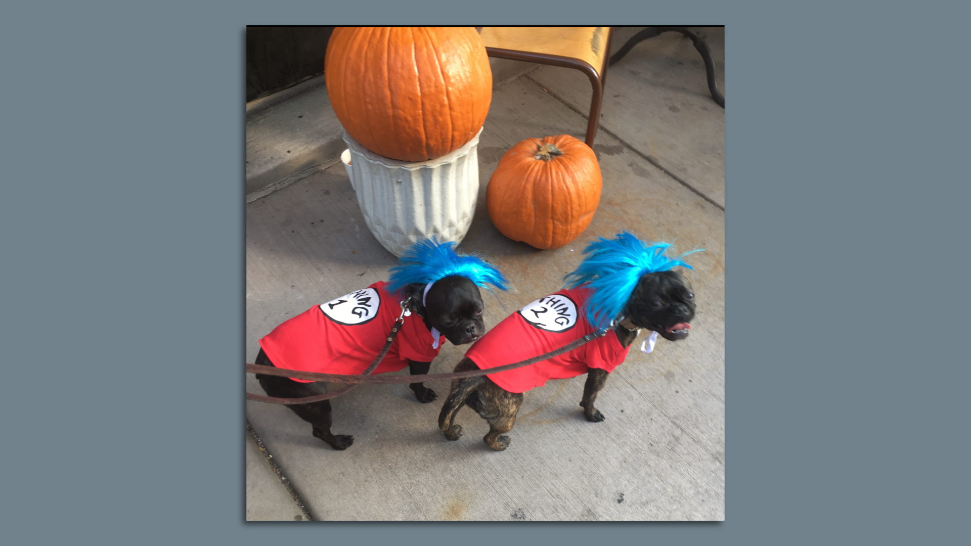 Dogs dressed as It one and Two