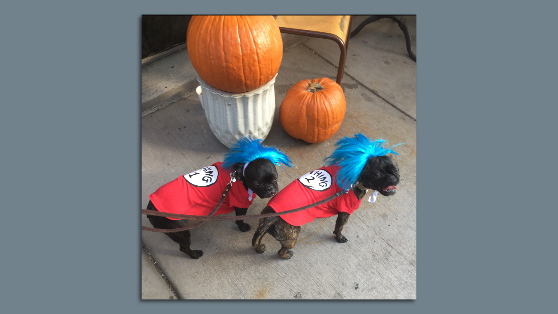 Dog Halloween Costumes - Pumpkin Dog Socks - Talking Tables UK