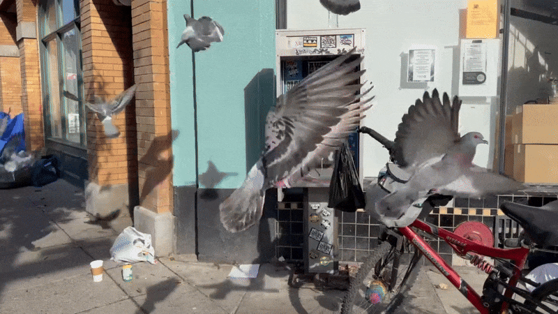 Several pigeons burst into flight on a city sidewalk outside a storefront, wings spread midair near a red bicycle, trash bags, and a wall-mounted Futel phone, casting sharp shadows in bright daylight.