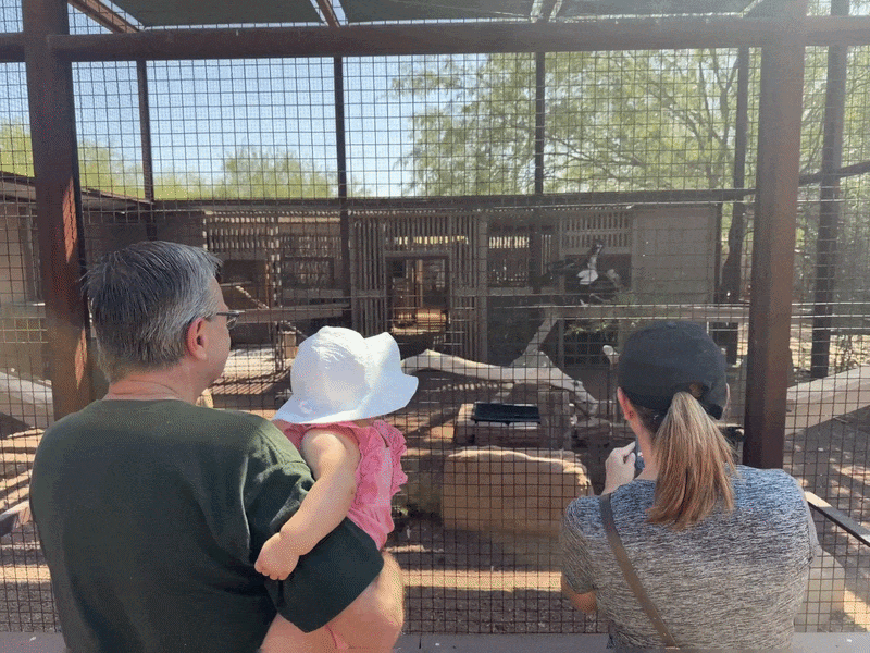 A gif of people watching a giant bird hop inside an enclosure.
