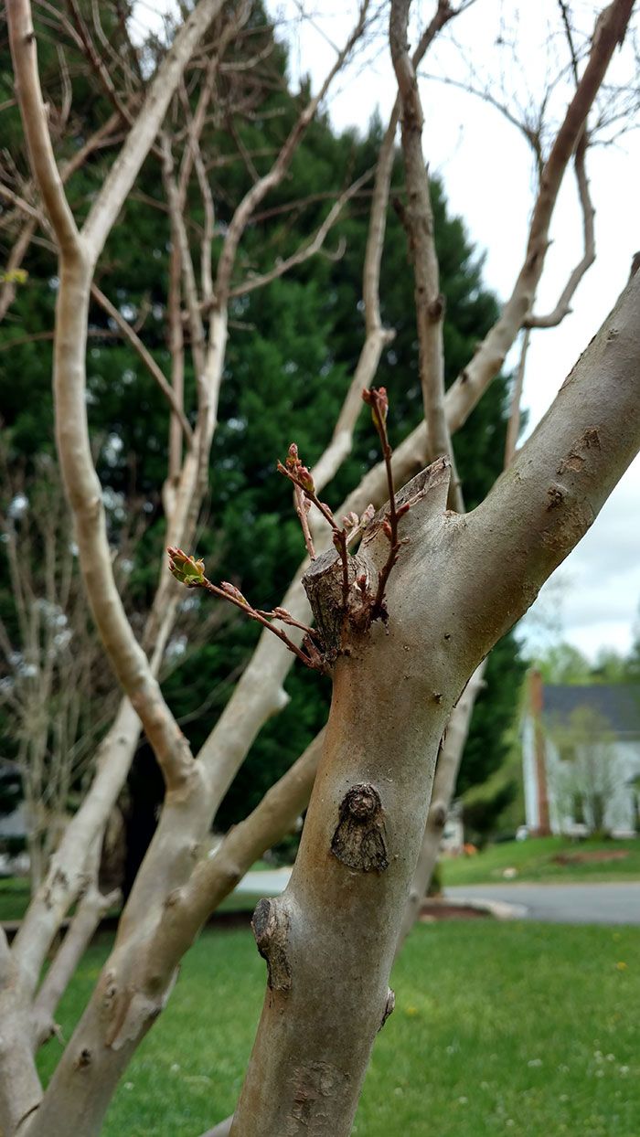 crepe-myrtle-close-up
