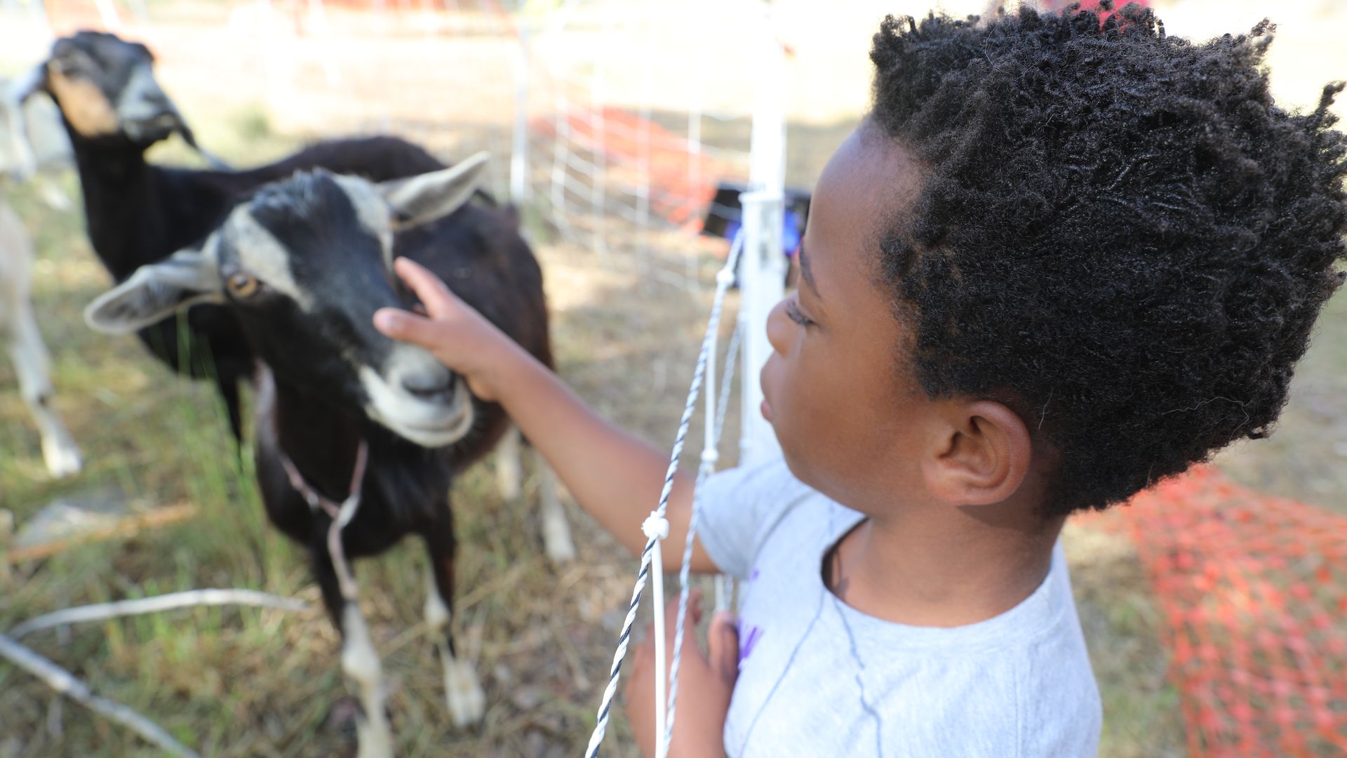 A young child with short, curly hair pets a black-and-white cow through a white rope fence in a sunny farm setting.