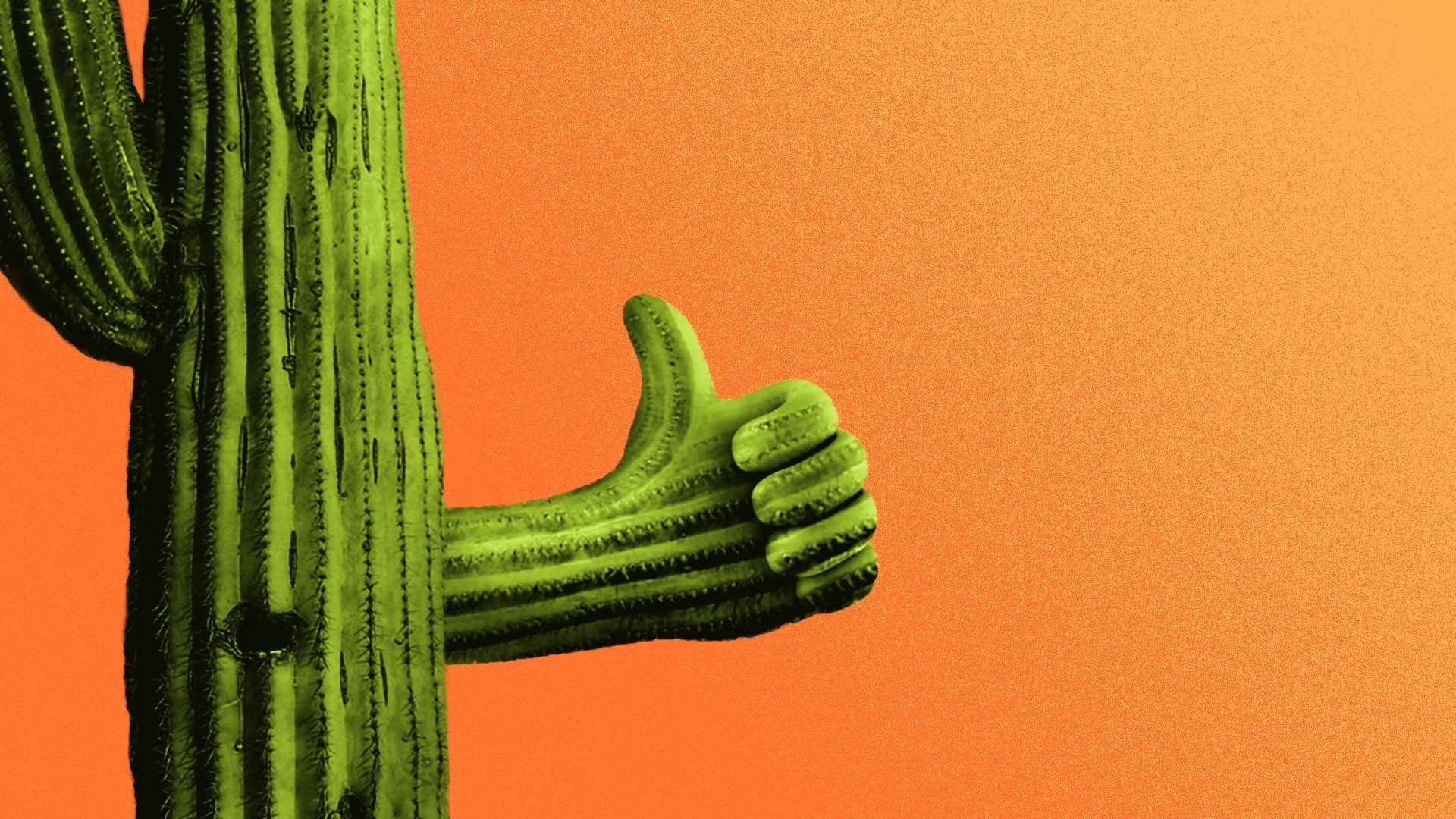 Illustration of a cactus holding a thumbs up.
