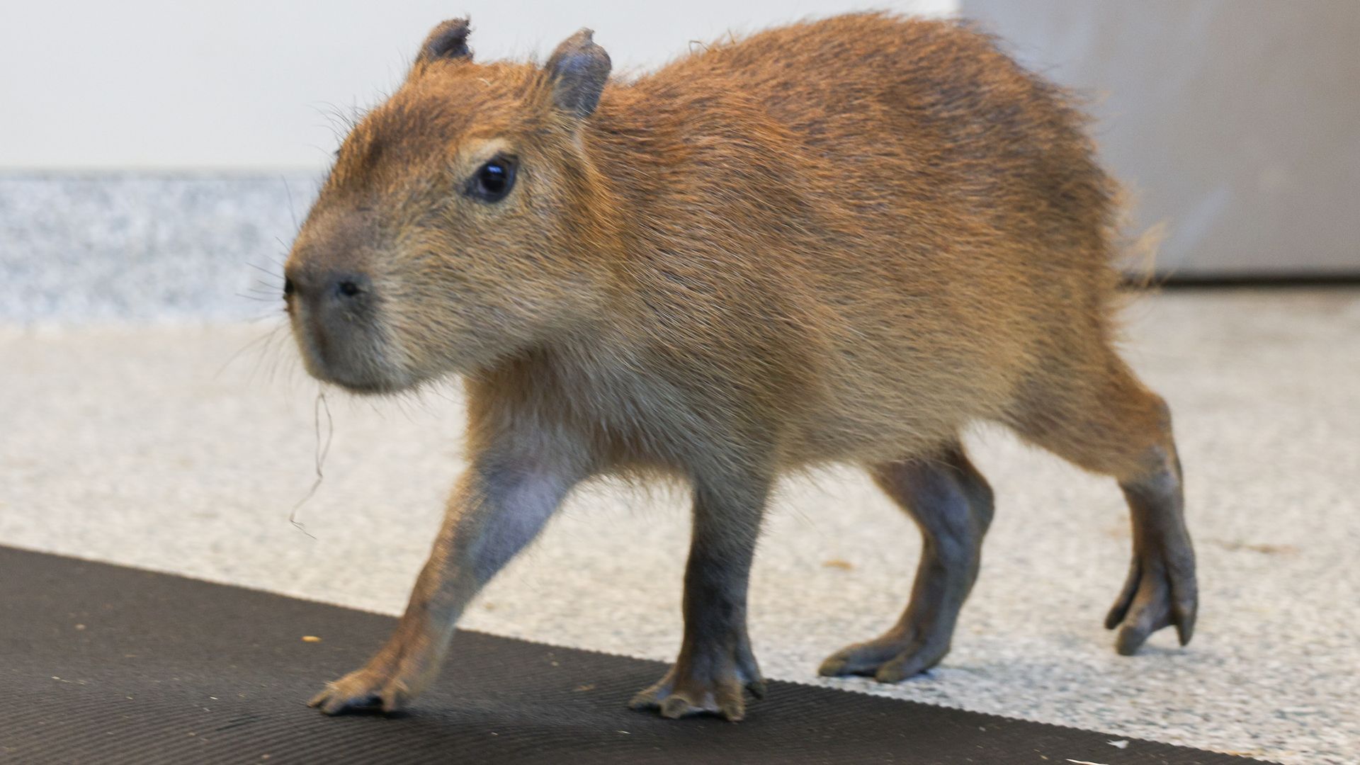 A small capybara