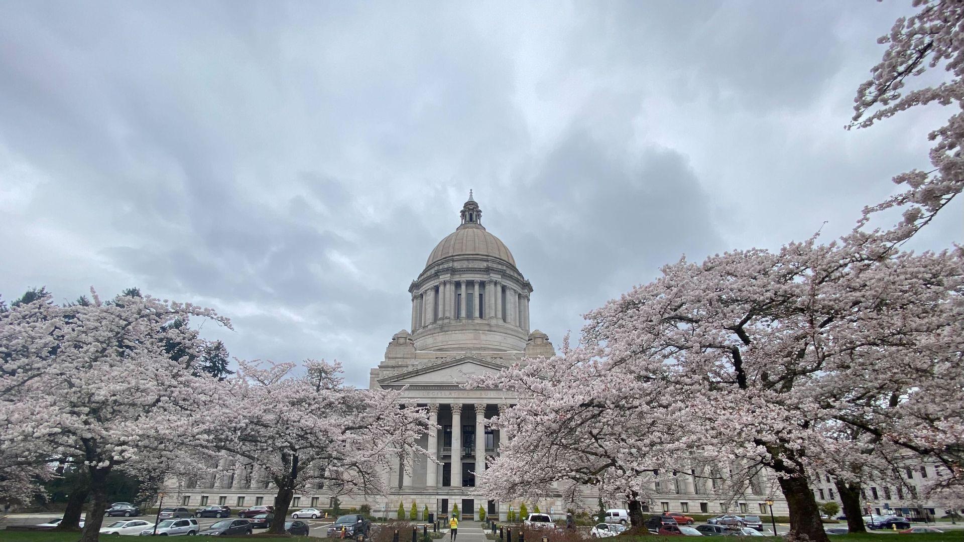 Cherry trees in bloom in front of a state capitol building 