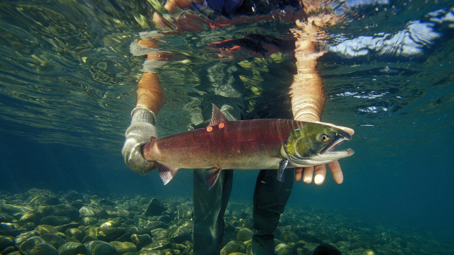 A photo of a person holding a salmon underwater. 