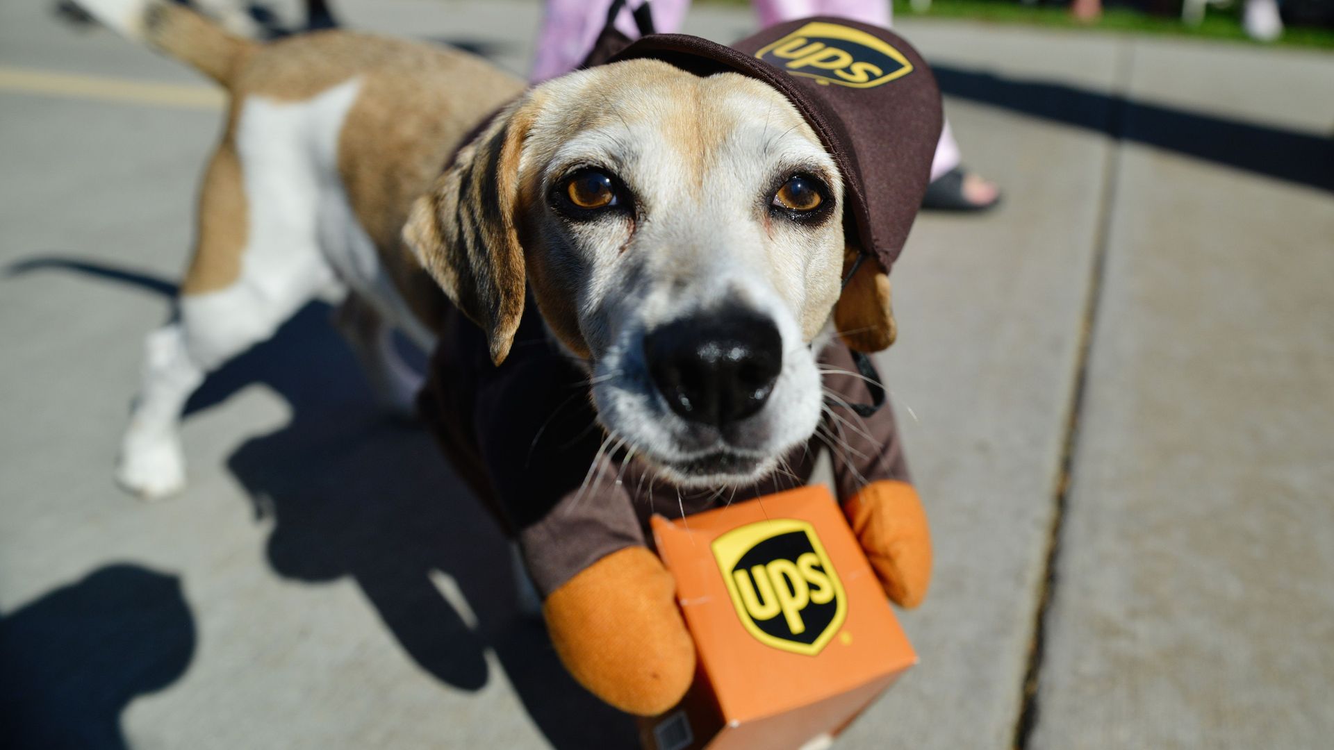A dog is dressed up in a UPS delivery driver outfit. 