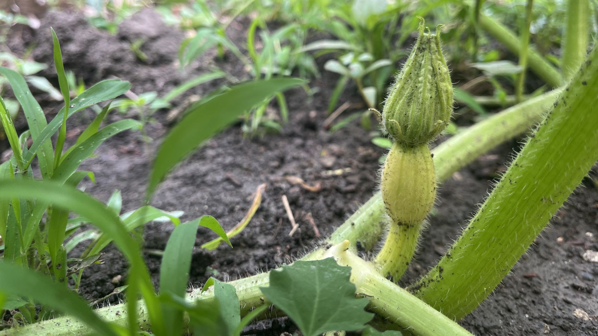 Close-up of a lime-green, ribbed, hairy plant stem with a bulbous, bud-like structure at the tip, set in a garden bed with soil and leafy greenery in the background.