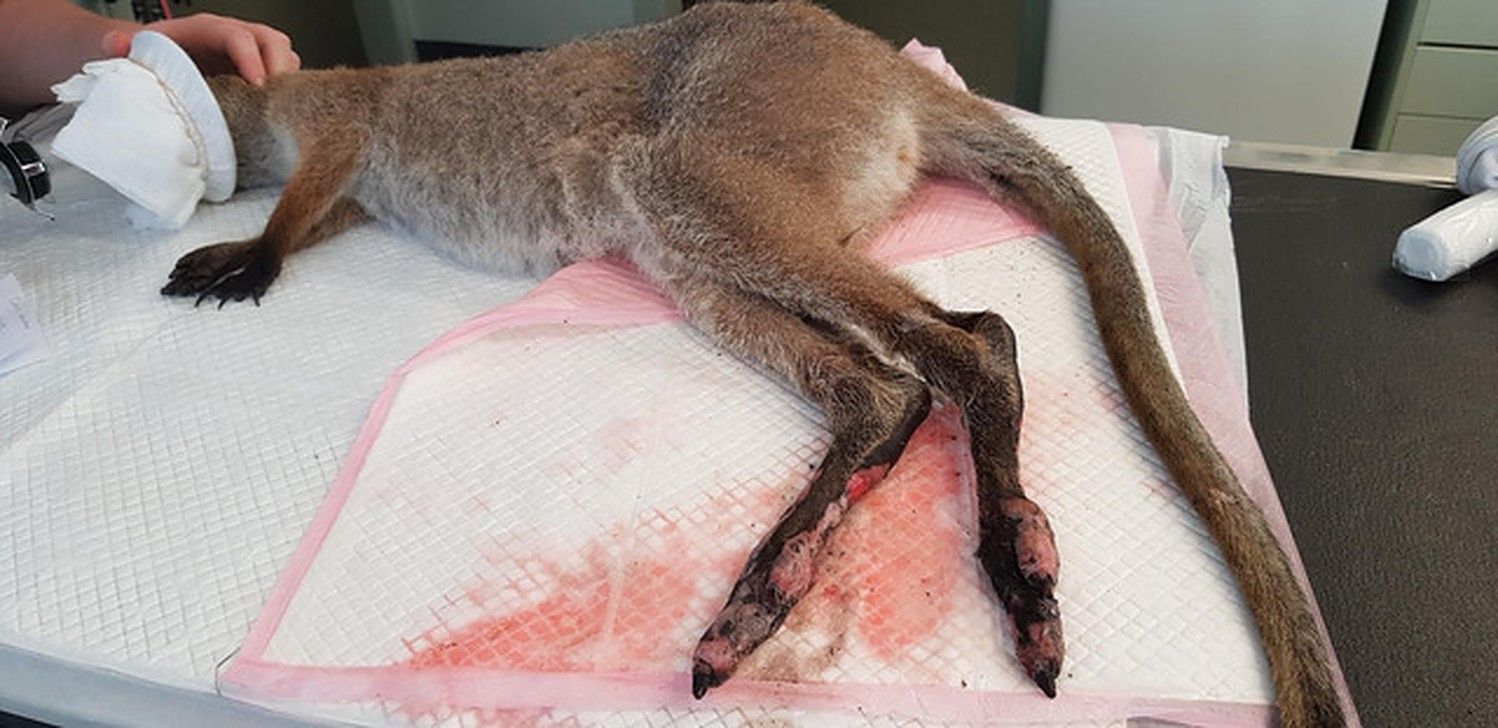 Myalls the wallaby joey after being admitted to WIRES' care