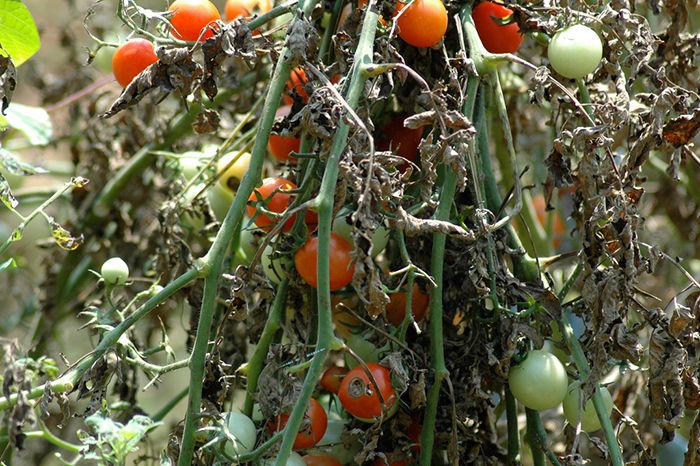 Tomato-vine